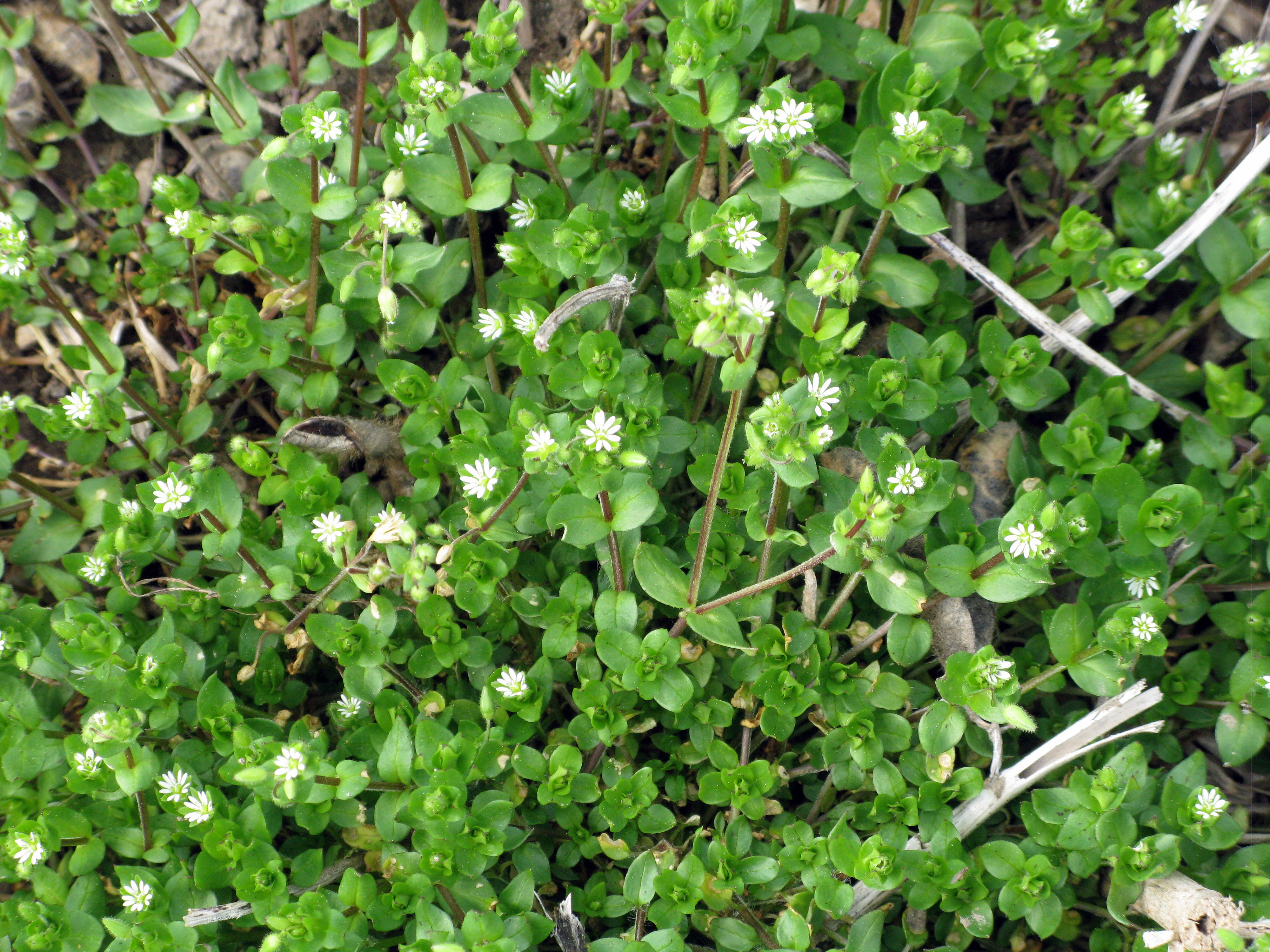 Common chickweed mature plant with white flowers.  Stems are prostrate and branching. Stems and leaves are light green. 